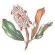 MagnoliaGrandiflora by Dorota Haber-Lehigh