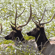 Elk Bachelor Herd