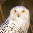 Snowly Owl