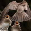 Mouths to Feed Wing Rough Wing Swallows by Michael Wing