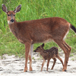 Mother Deer and Babies