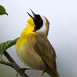Yellowthroat Warbler