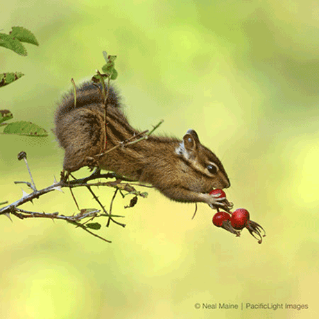 Neal Maine nature phototgrapher Chipmunk with rose hips