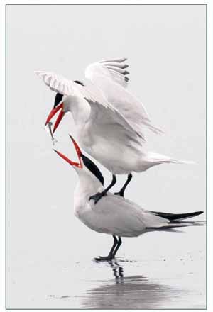 Caspian Terns By Neal Maine